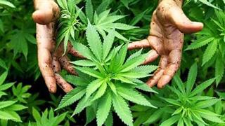 Κινητικότητα στον πολιτικό κόσμο για θεραπευτική χρήση κάνναβης – Νέα παρέμβαση Παπανδρέου