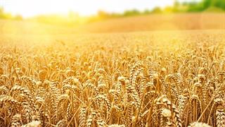 Έρευνα συνδέει πρωτεΐνες  του σιταριού με φλεγμονώδεις παθήσεις