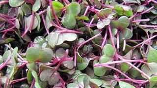 Μicrogreens κόκκινου λάχανου περιόρισαν τη χοληστερόλη LDL σε πειραματόζωα