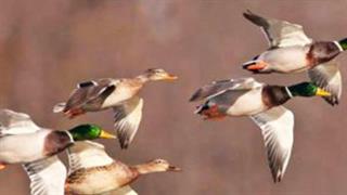 Κινητοποίηση για τη γρίπη των πτηνών