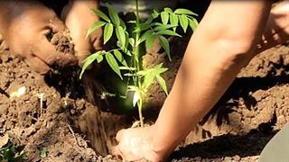 Δράση αναδάσωσης στην Θεσσαλονίκη