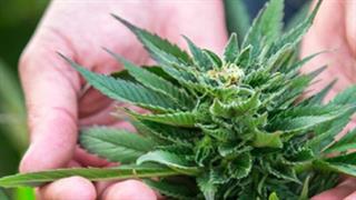 “Ναι” στη χορήγηση θεραπευτικής κάνναβης από ομάδα ειδικών – Τι θα κάνει το υπουργείο Υγείας