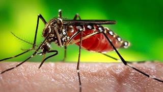 Περισσότερα είδη κουνουπιών μεταδίδουν τον ιό Ζίκα