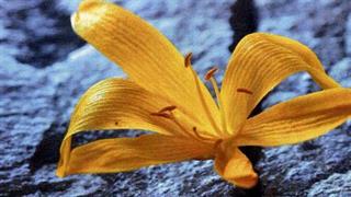 Αποφοίτη μελών ΠΕΘΕΑ "ΑΡΓΩ"