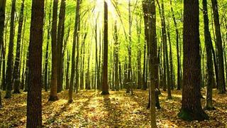 Δέντρα: Πώς ωφελούν τη σωματική και ψυχική μας υγεία