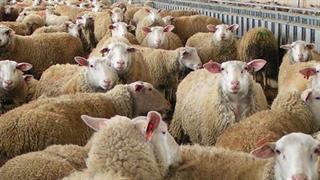 Πρόγραμμα παρακολούθησης προϊόντων κρέατος για ανθεκτικά στα αντιβιοτικά βακτήρια 