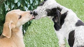 H υιοθεσία ενός αδέσποτου ζώου είναι στάση ζωής!