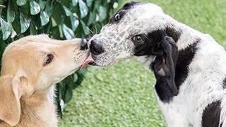 «Discover Dogs 2017» . Το μοναδικό φεστιβάλ για όλους τους σκύλους