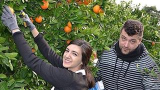 Πορτοκάλια του Γεωπονικού Πανεπιστημίου Αθηνών για τον Κόμβο Αλληλοβοήθειας Πολιτών του Δήμου Αθηναίων