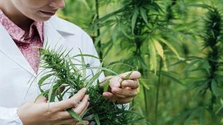 Ενστάσεις ΚΕΘΕΑ για τη φαρμακευτική κάνναβη