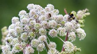 Dong quai ή κινεζική αγγελική