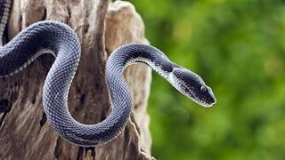 Επιστολή ΙΣΑ στον υπουργό υγείας για τις ελλείψεις αντιοφικών ορών στα νοσοκομεία της χώρας