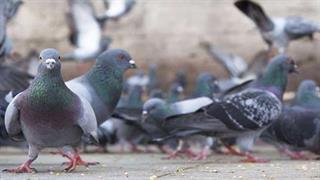 “Ερυθρός Σταυρός”: Περιστέρια τρώνε από δίσκους ασθενών! - Ηλεκτροπληξία εργαζόμενης