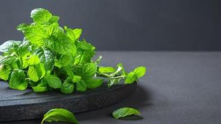 Τα οφέλη της μέντας στον οργανισμό