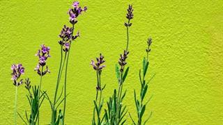 Η μυρωδιά της λεβάντας είναι χαλαρωτική, επιβεβαιώνει και η επιστήμη 