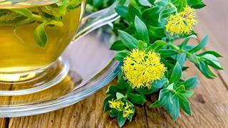 Ουσία του φυτού ροδιόλα μπορεί να ενισχύει τη μνήμη