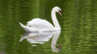 Κίνδυνος μετάδοσης γρίπης από τα αποδημητικά πτηνά - Οδηγίες από ειδικούς του ΠΟΥ