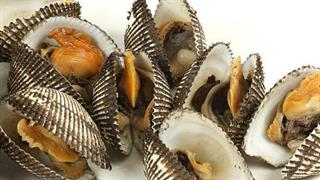 Κατασχέθηκαν ακατάλληλα όστρακα