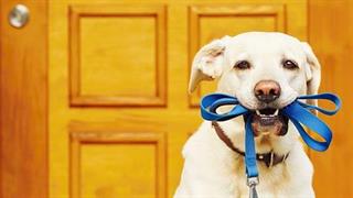 Σκύλοι μπορούν να μυρίσουν επιληπτικές κρίσεις