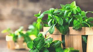 Βότανα για να μειώσετε το φούσκωμα