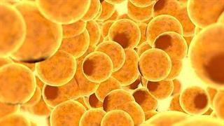 Ο ρόλος των λιποκυττάρων στο επιθετικό μελάνωμα