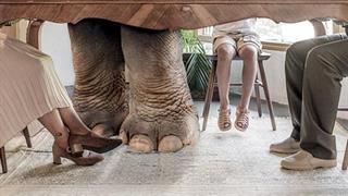 Ένας ελέφαντας στο δωμάτιο: ‘Εργο που προσεγγίζει το θέμα της απώλειας μνήμης