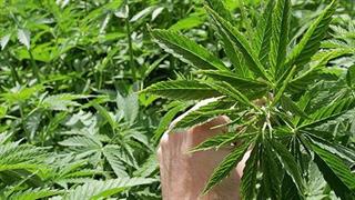 Δυο σουηδικές εταιρείες επενδύουν στον τομέα της ιατρικής κάνναβης, στο Κιλκίς