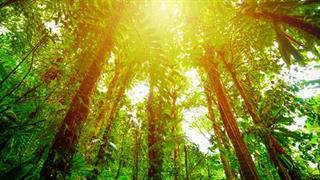 Προστασία της βιοποικιλότητας: Tο ΕΚ ζητά δεσμευτικούς στόχους