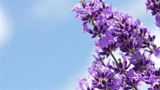 Φυσικοί τρόποι να απαλλαγείτε από την ημικρανία και τον πονοκέφαλο