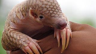 Ο κορωνοϊός από παγκολίνο δεν αποτελεί την πιθανότερη πηγή μετάδοσης του SARS-CoV-2