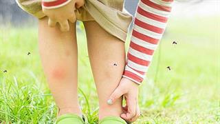 'Ερευνα: Ο κορωνοϊός δεν μεταδίδεται με τα κουνούπια