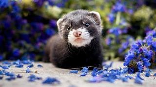 Μπορεί να μεταδοθεί ο SARS-CoV-2 σε κοτόπουλα, χοίρους, νυχτερίδες και κουνάβια;