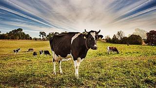 Τα βοοειδή δεν μεταδίδουν τον κορωνοϊό