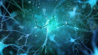 Το πρώτο "Google Earth" του εγκεφάλου 