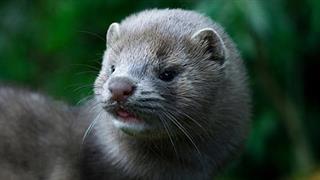 Αυξημένος κίνδυνος μεταδόσεων SARS-CoV-2 σε εκτροφεία βιζόν - αμφίδρομες μεταδόσεις μεταξύ ανθρώπων και ζώων