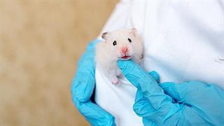 Ανοικτότητα στην Έρευνα με χρήση ζώων εργαστηρίου