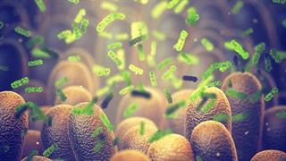 Πώς συνδέεται το εντερικό μικροβίωμα με τη βιταμίνη D