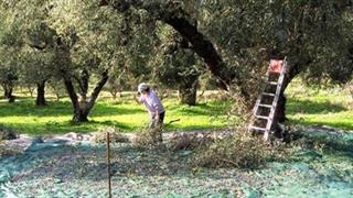 Μετακλητοί εργάτες γης: Ο ελλιπής έλεγχος στα σύνορα και η συμβολή στη διασπορά κορωνοϊού