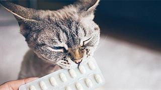 Υποβολή πωλήσεων κτηνιατρικών φαρμακευτικών προϊόντων από τους κατόχους αδείας κυκλοφορίας και τοπικούς αντιπροσώπους από το έτος 2021