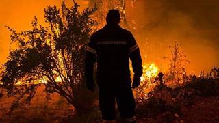 WWF: Χάθηκαν 430 εκατομμύρια στρέμματα δασών