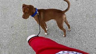 Υπηρεσία περιπάτου για ζώα συντροφιάς από τον Ελληνικό Ερυθρό Σταυρό