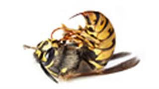 Α’ βοήθειες για τσιμπήματα εντόμων 