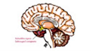 Η επίδραση της τέχνης στις εγκεφαλικές λειτουργίες