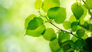 Η φύση στη μάχη κατά των ρυτίδων